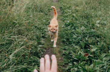 Teaching Your Cat to Come When Called