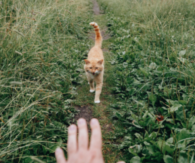 Teaching Your Cat to Come When Called