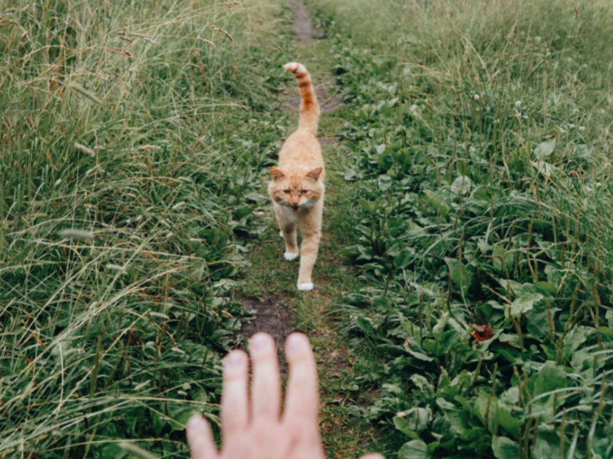 Teaching Your Cat to Come When Called
