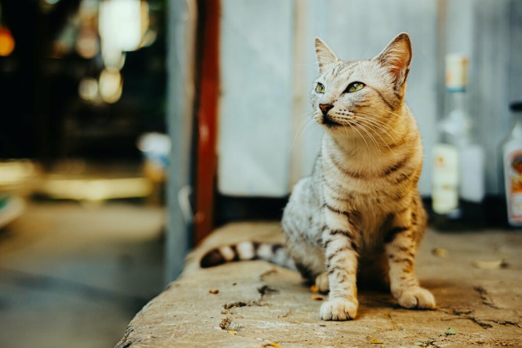 Teaching Your Cat to Come When Called 