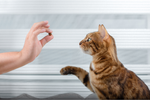 Teaching Your Cat to Come When Called 