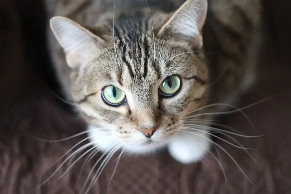 Teaching Your Cat to Come When Called 