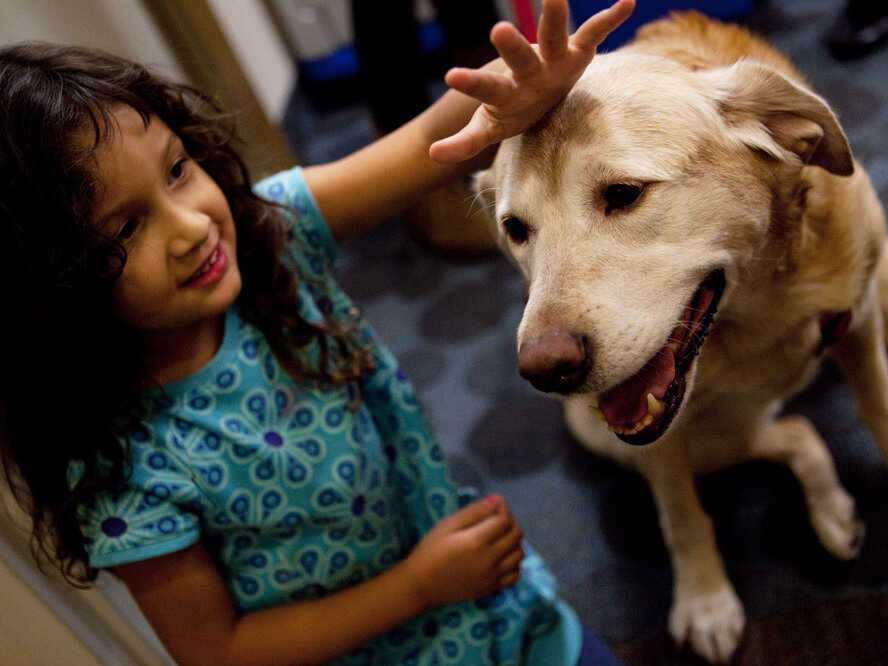 The Connection Between Pet Adoption and Pet Therapy