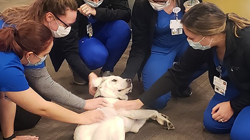 The Connection Between Pet Adoption and Pet Therapy
