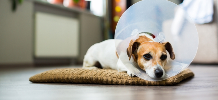 The Importance of Spaying and Neutering in Pet Rescue