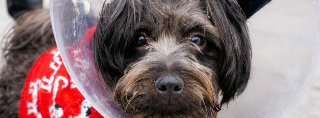 The Importance of Spaying and Neutering in Pet Rescue