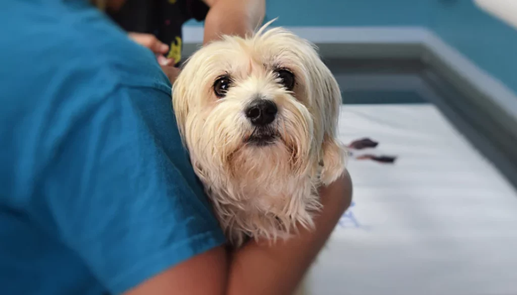 The Importance of Spaying and Neutering in Pet Rescue