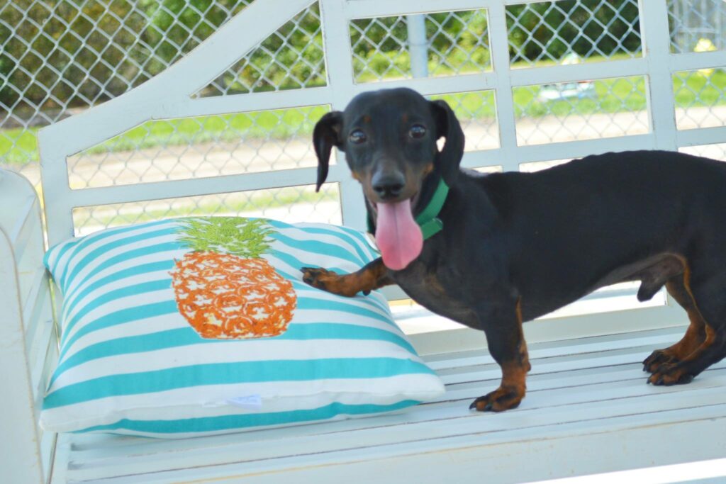 The Importance of Spaying and Neutering in Pet Rescue