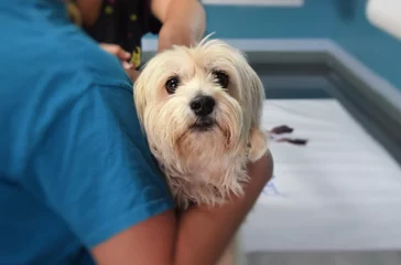 The Importance of Spaying and Neutering in Pet Rescue
