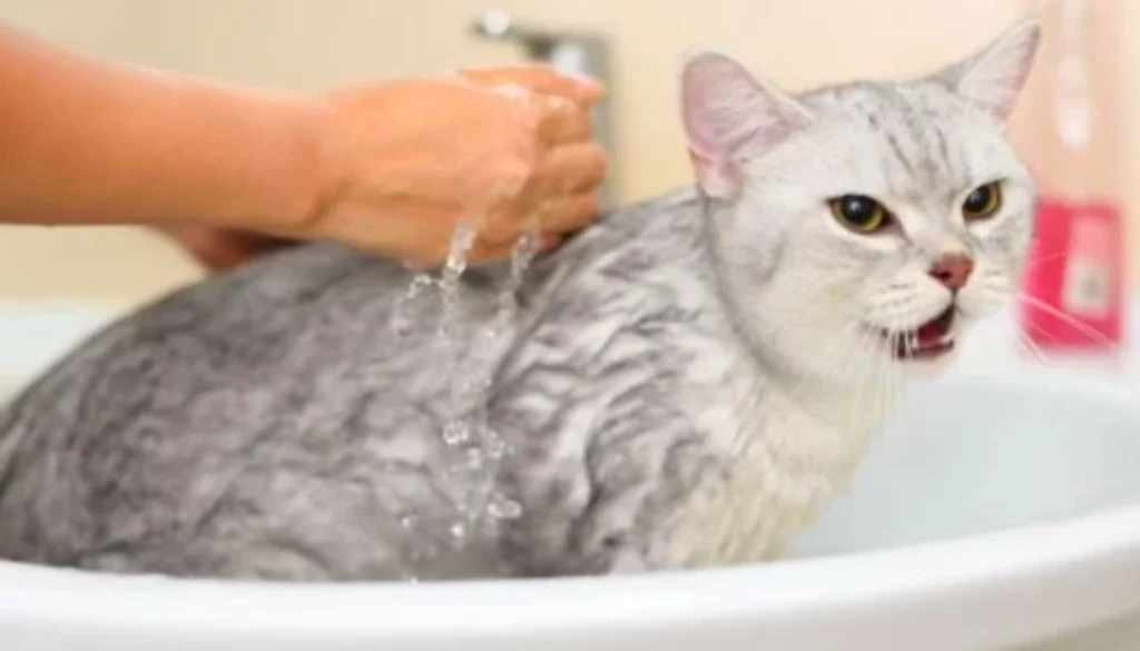 Training a Cat to Enjoy Bath Time: Is It Possible?