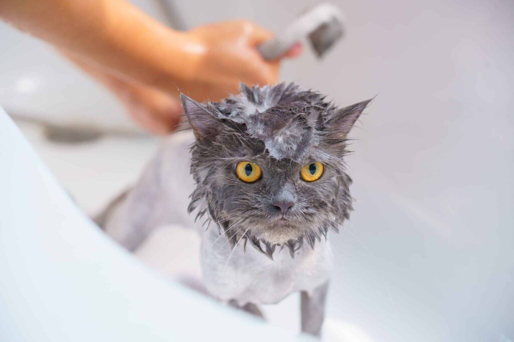 Training a Cat to Enjoy Bath Time: Is It Possible? 