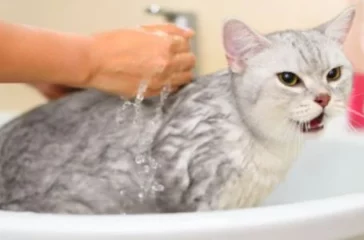 Training a Cat to Enjoy Bath Time: Is It Possible?
