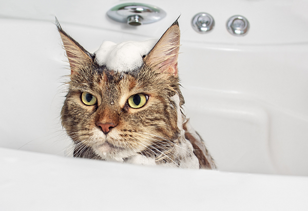 Training a Cat to Enjoy Bath Time: Is It Possible? 