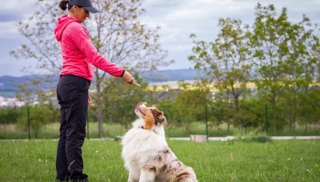 Choosing the Perfect Pet Trainer: Essential Considerations for Pet Owners
