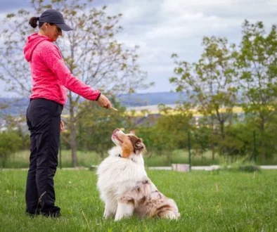 Choosing the Perfect Pet Trainer: Essential Considerations for Pet Owners