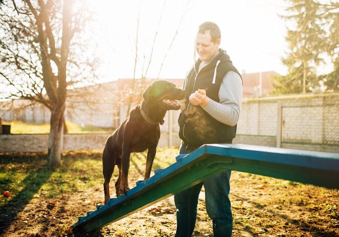Choosing the Perfect Pet Trainer: Essential Considerations for Pet Owners