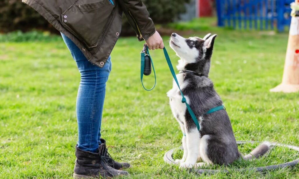 Choosing the Perfect Pet Trainer: Essential Considerations for Pet Owners