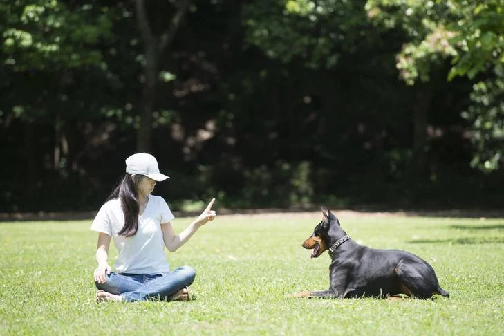 Choosing the Perfect Pet Trainer: Essential Considerations for Pet Owners