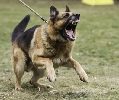 Effective Communication with Aggressive Dogs