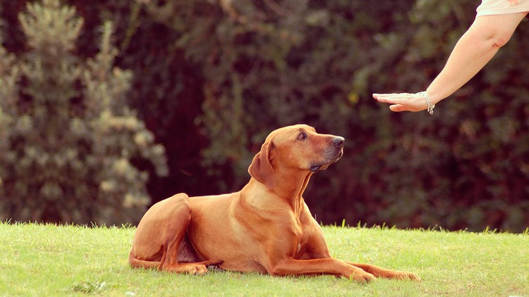Effective Communication with Aggressive Dogs 