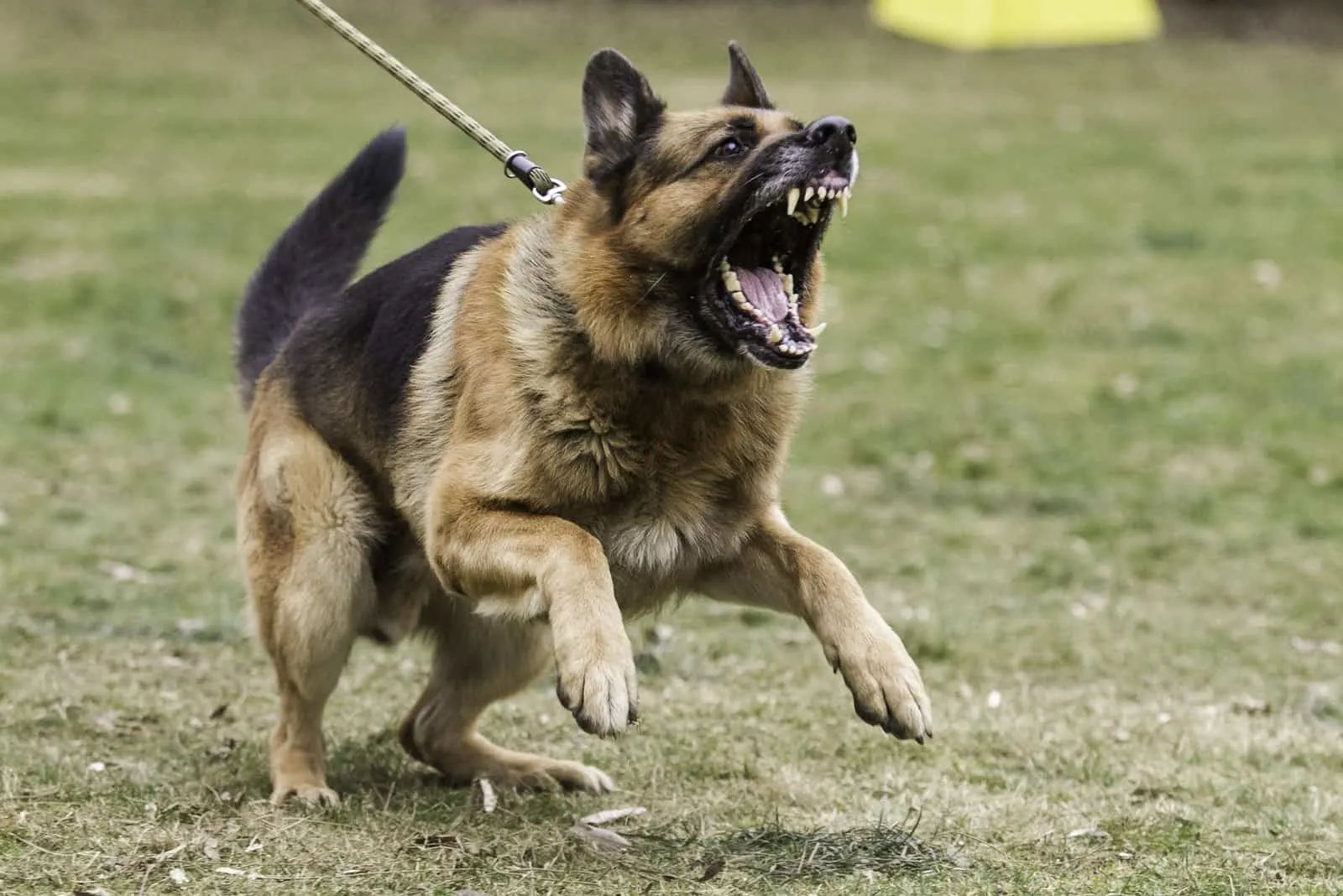 Effective Communication with Aggressive Dogs