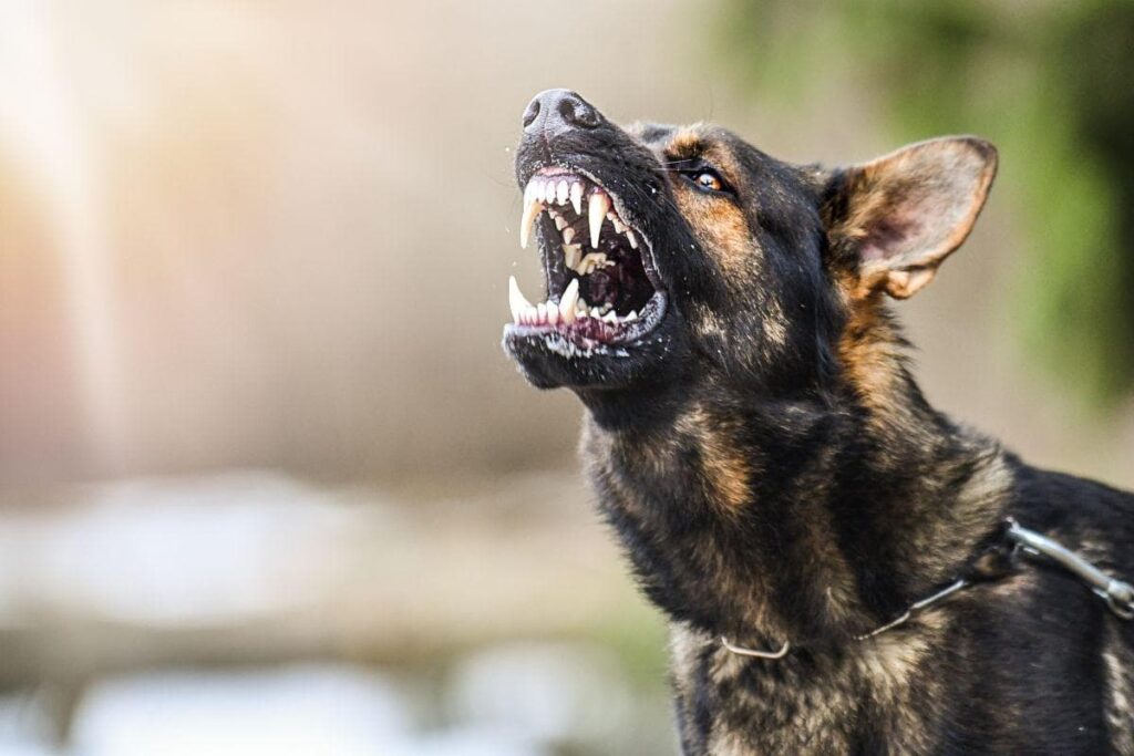 Effective Communication with Aggressive Dogs 