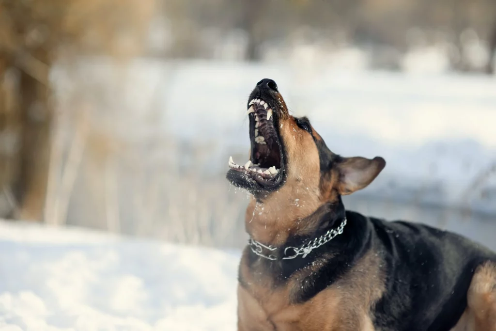 Effective Communication with Aggressive Dogs 