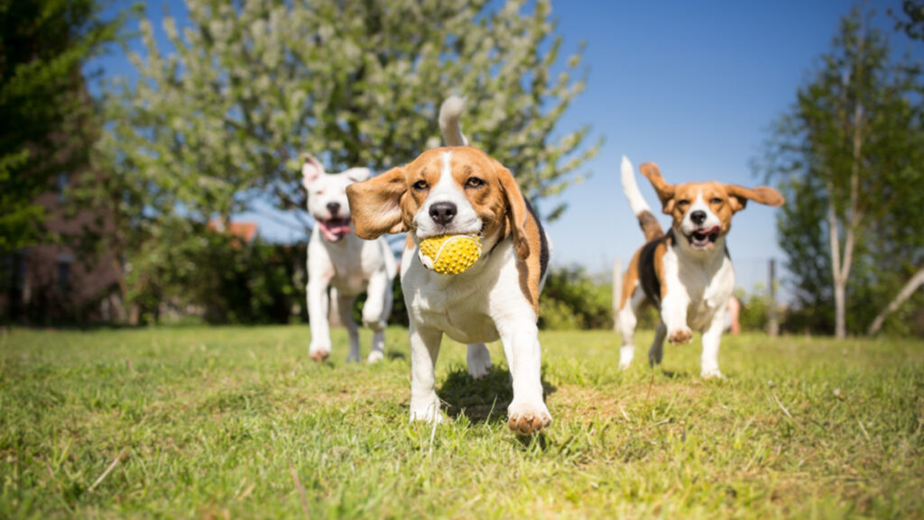 Essential Etiquette: Navigating Dog Park Rules 