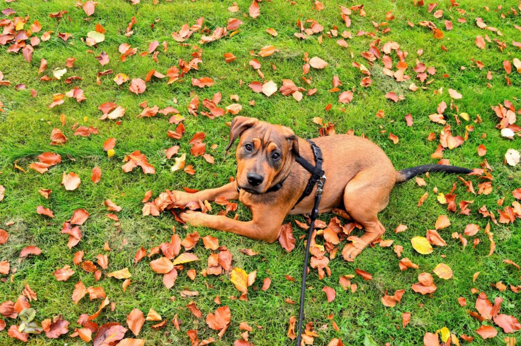 Essential Etiquette: Navigating Dog Park Rules 