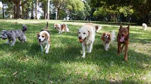 Essential Etiquette: Navigating Dog Park Rules