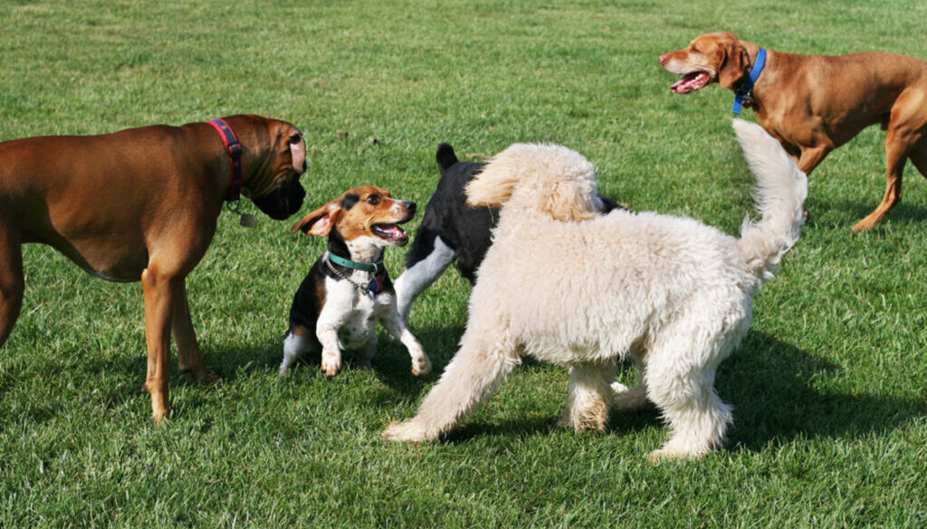 Essential Etiquette: Navigating Dog Park Rules