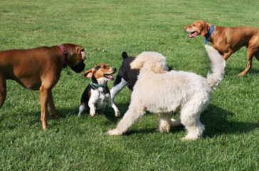 Essential Etiquette: Navigating Dog Park Rules