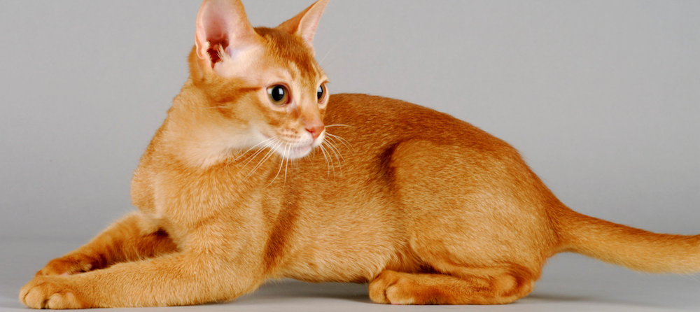 Exploring the Abyssinian Cat Breed: Origins and History