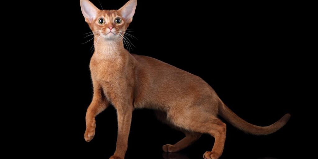 Exploring the Abyssinian Cat Breed: Origins and History