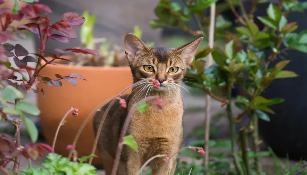 Exploring the Abyssinian Cat Breed: Origins and History