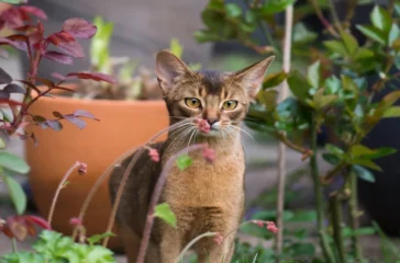 Exploring the Abyssinian Cat Breed: Origins and History