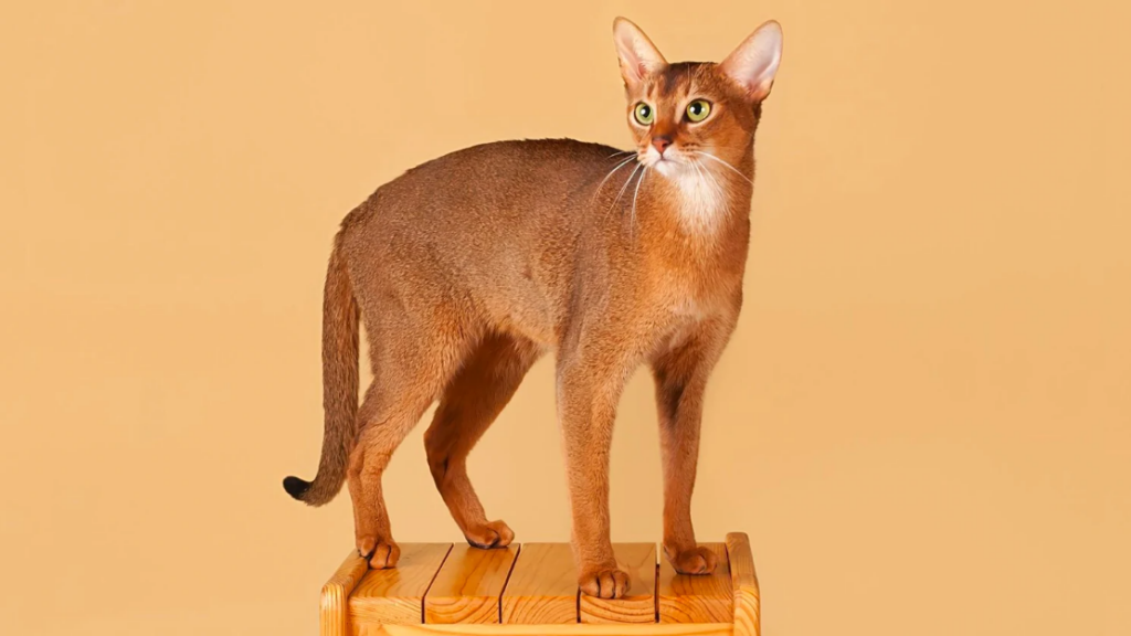 Exploring the Abyssinian Cat Breed: Origins and History
