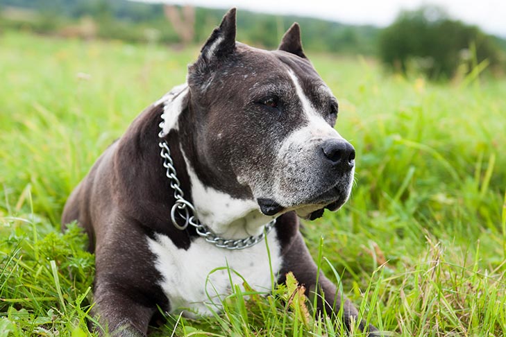 Handling the Loss of a Pet Due to Terminal Illness 