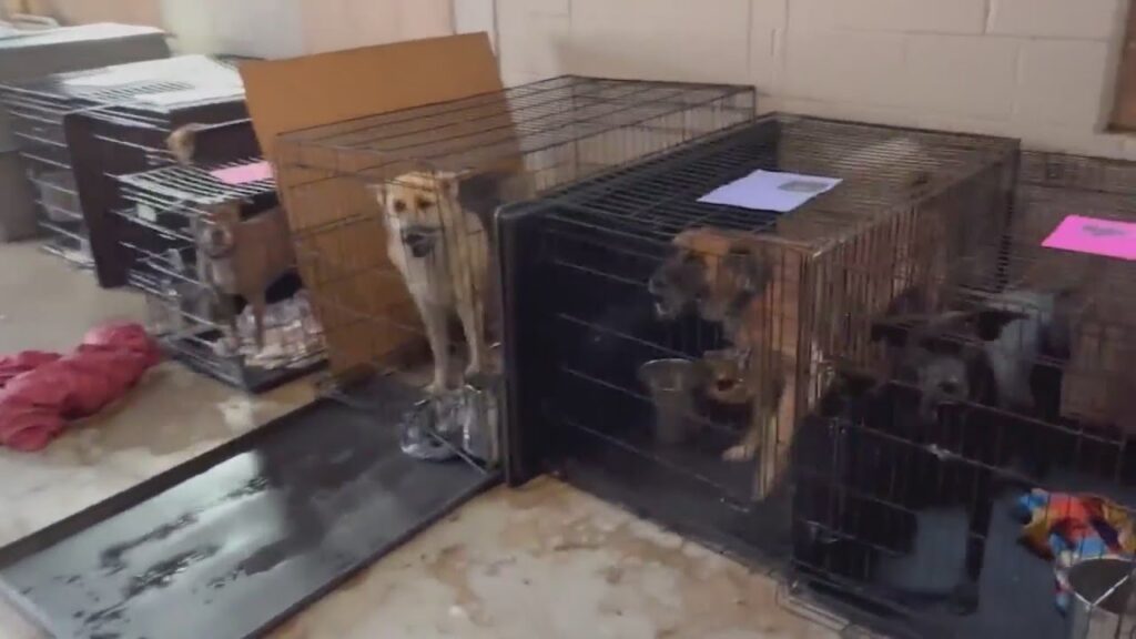 Introduction to Unleashed Pet Rescue: A Lifesaving Mission