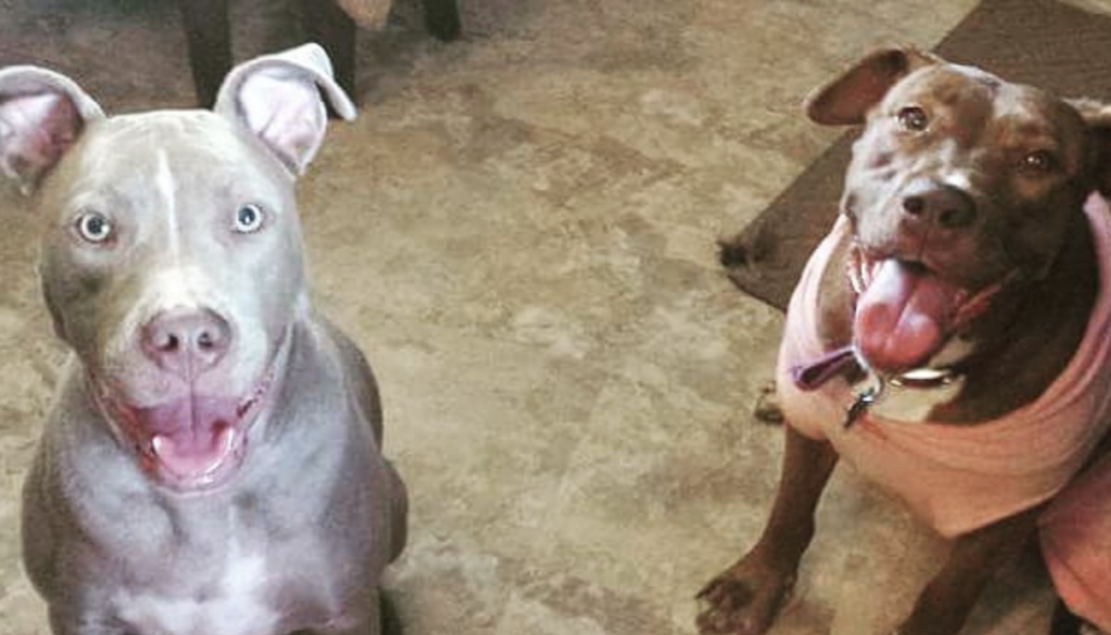 Introduction to Unleashed Pet Rescue: A Lifesaving Mission