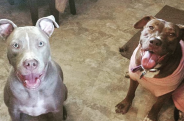 Introduction to Unleashed Pet Rescue: A Lifesaving Mission