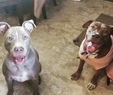 Introduction to Unleashed Pet Rescue: A Lifesaving Mission