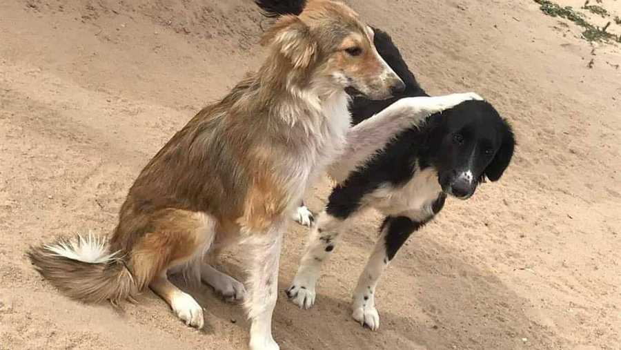Introduction to Unleashed Pet Rescue: A Lifesaving Mission