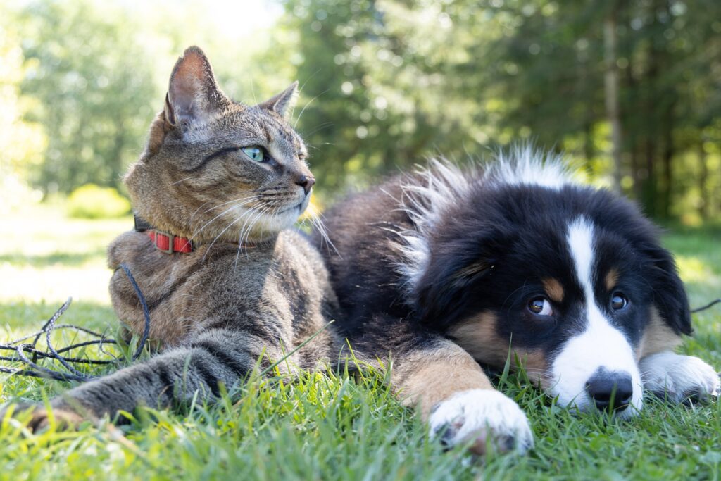 Pet Adoption and the Environment Sustainable Choices