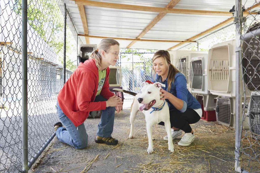 Pet Adoption and the Environment Sustainable Choices