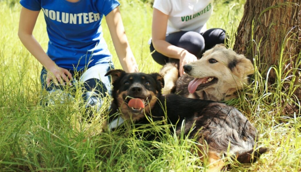 Pet Adoption and the Environment Sustainable Choices