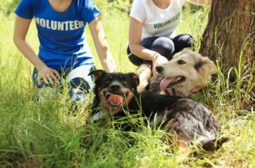 Pet Adoption and the Environment Sustainable Choices