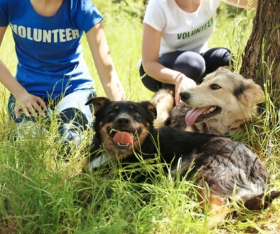 Pet Adoption and the Environment Sustainable Choices