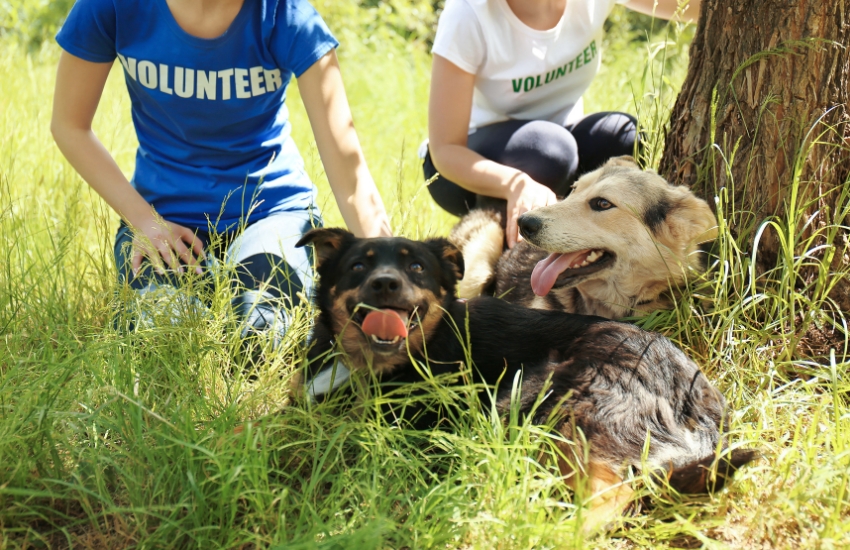 Pet Adoption and the Environment Sustainable Choices