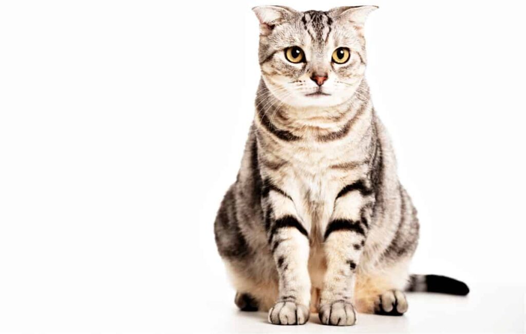 The Charm of American Shorthair Kittens: Personality Traits and Temperament